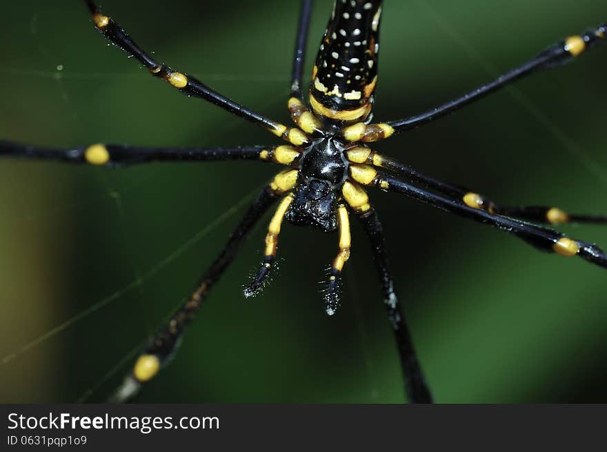 Close up a Spider on the web. Close up a Spider on the web