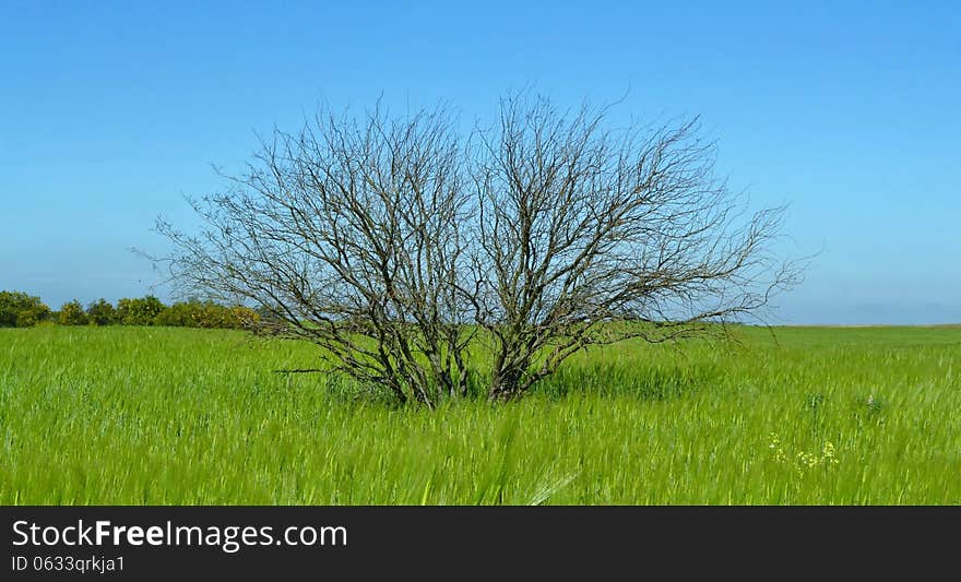 Landscape with leafless tree in the middle of a green field