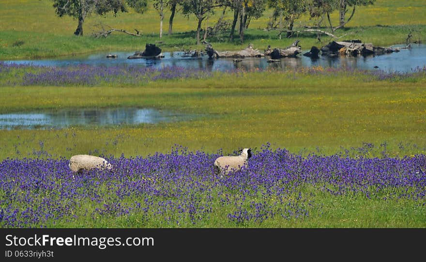 Landscape with blue flowers and sheep