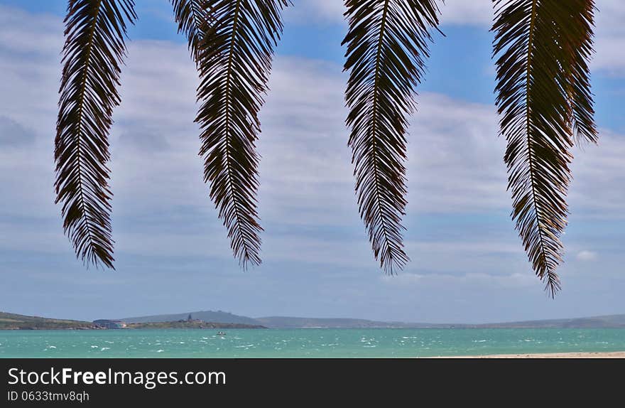 Landscape of Langebaan Lagoon with palm leafs