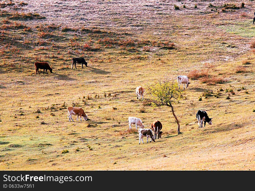 Dam Autumn in Inner Mongolia