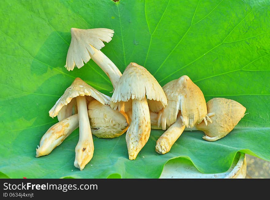 Termite mushroom