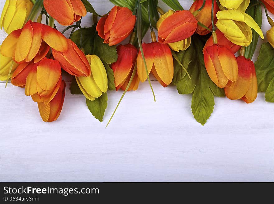 Tulips on the painted wood,white background. Tulips on the painted wood,white background