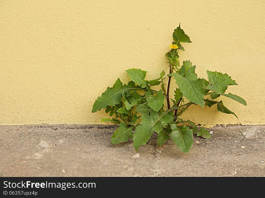 Plant broken through asphalt on a background of a yellow wall. Plant broken through asphalt on a background of a yellow wall