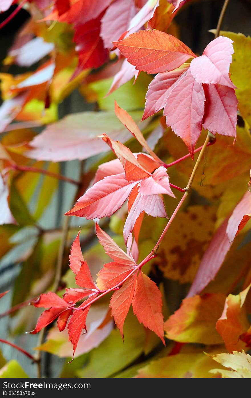 Red leaves of grapes in autumn. Red leaves of grapes in autumn