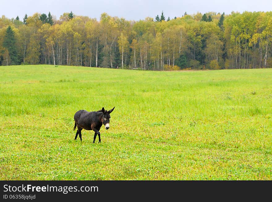 Donkey walking in the autumn field