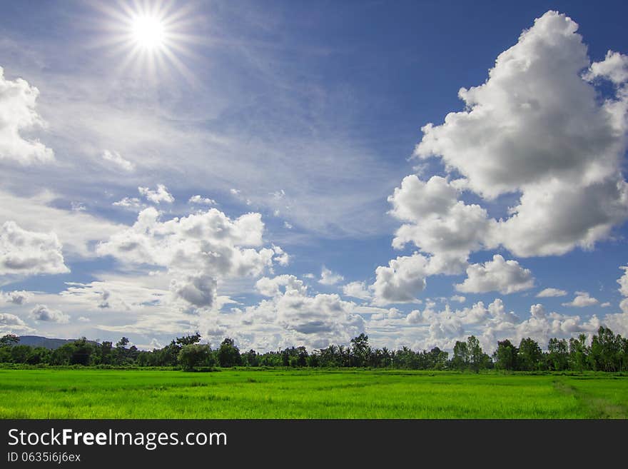 Rice Field And Cloud