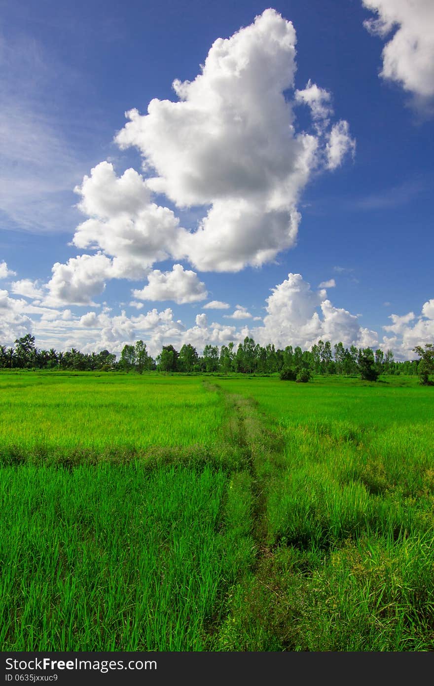 Rice field and cloud