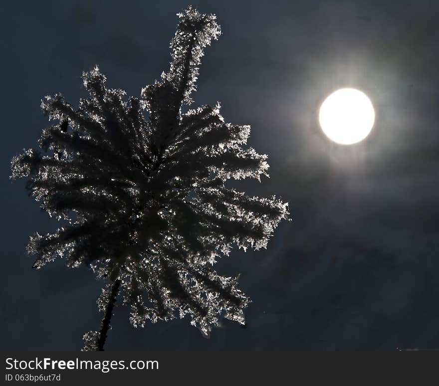 Frozen plant on winter night