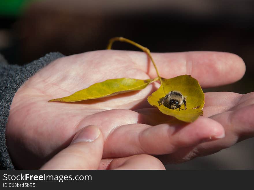 Bumblebee on a yellow leaf