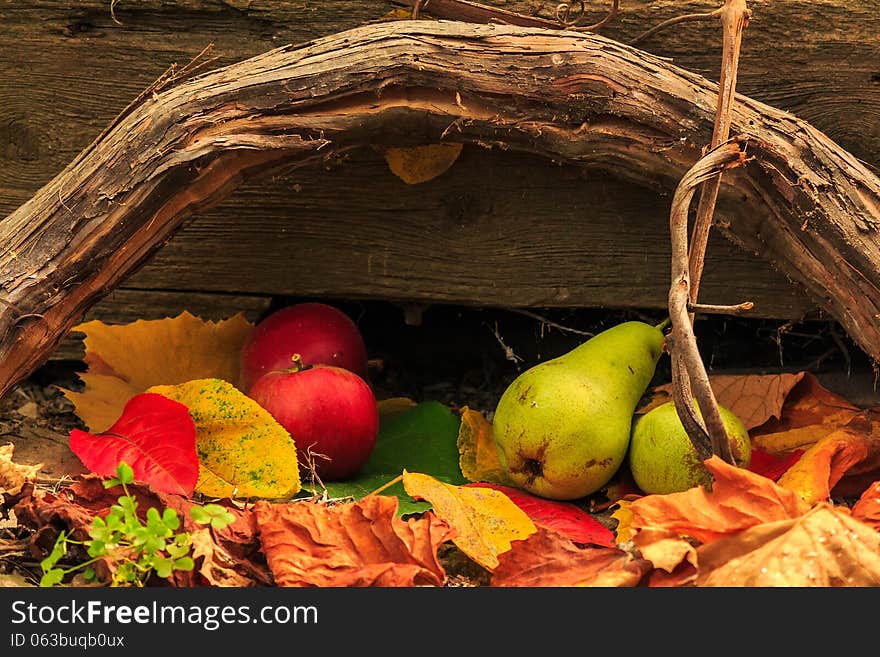 Autumnal fruit still life with apples and pears in foliage on board and vines background. Autumnal fruit still life with apples and pears in foliage on board and vines background