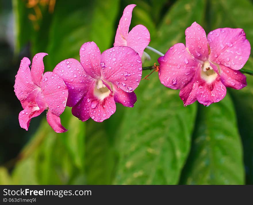 Pink Orchid.