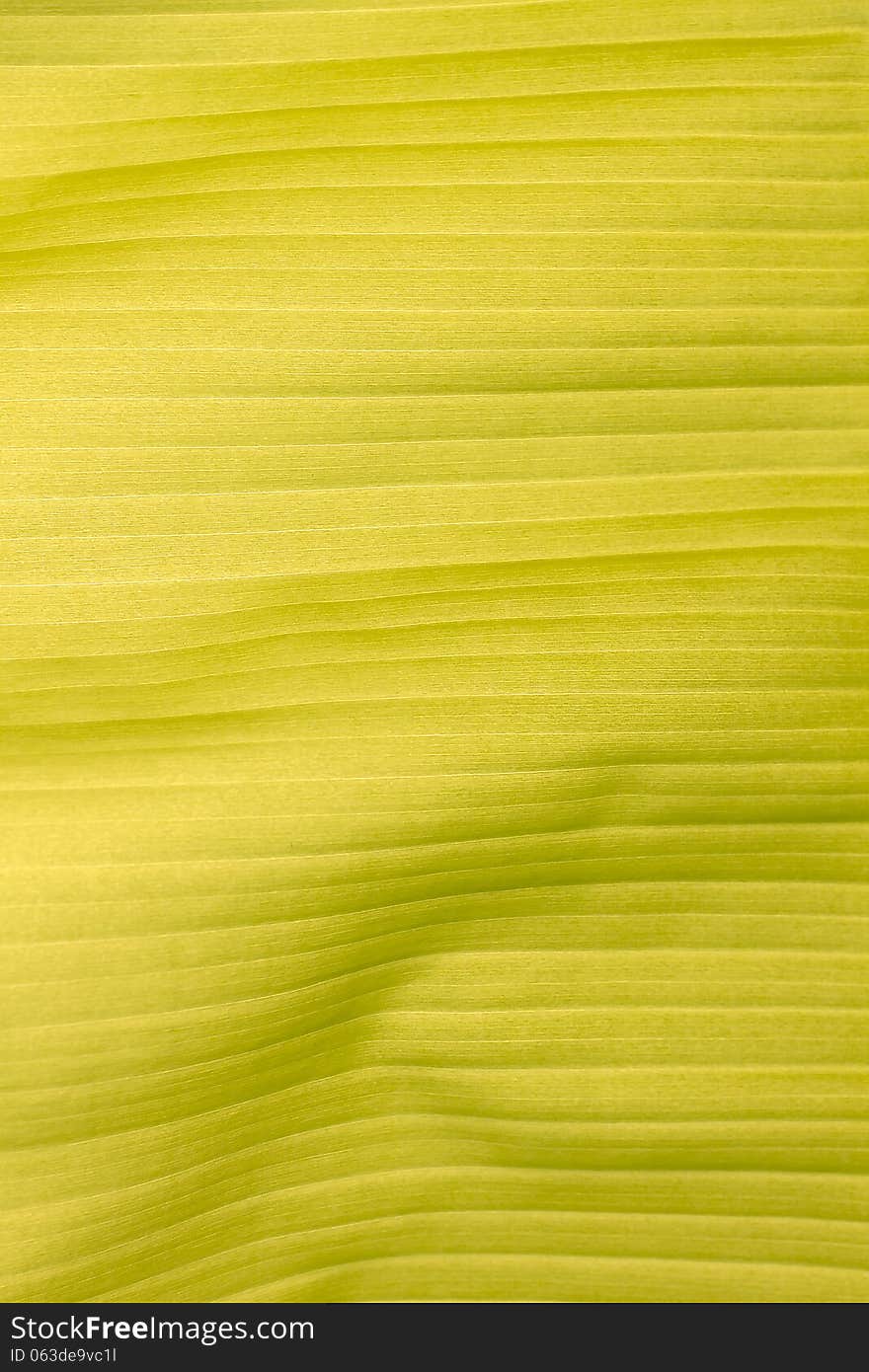 Green leaf