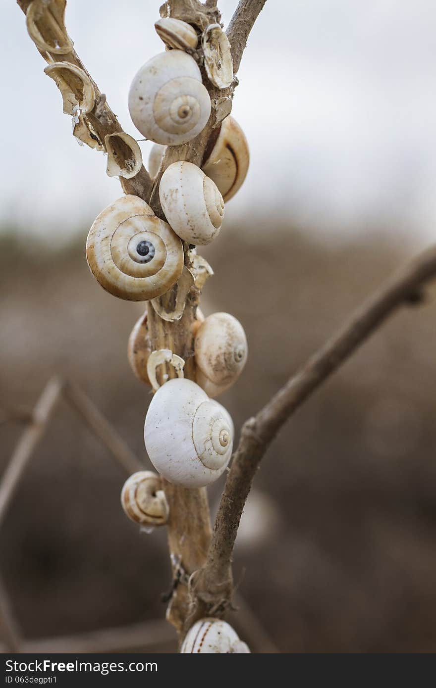 Lots of white shells on a stick od straw. Lots of white shells on a stick od straw