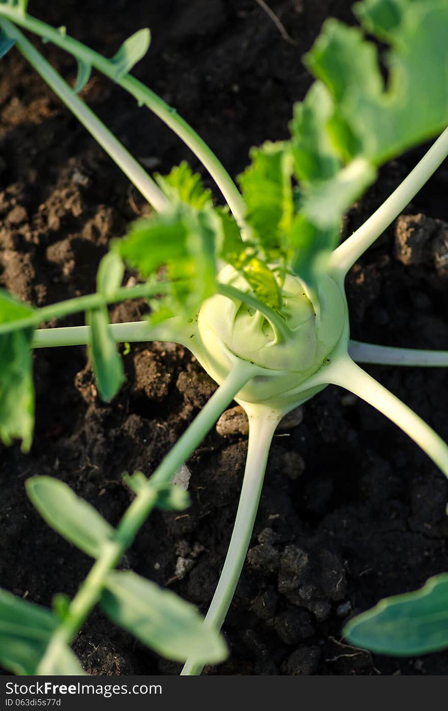 'Early White Vienna' kohlrabi in the garden. 'Early White Vienna' kohlrabi in the garden