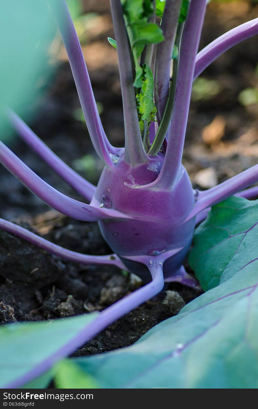 Purple Vienna  kohlrabi