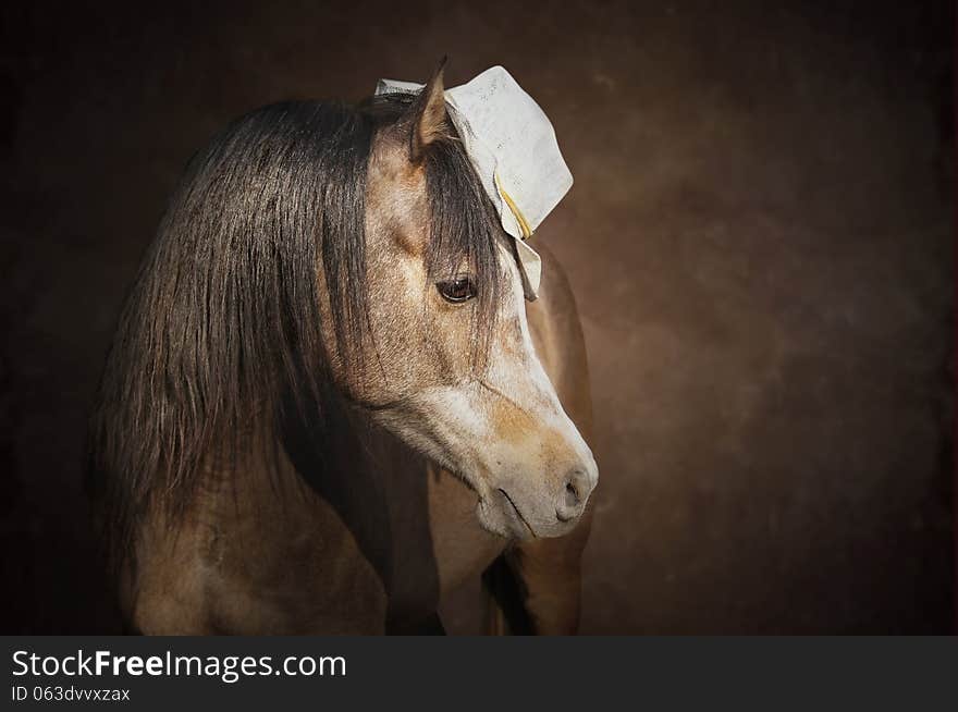 Portrait of a purebred Arabian horse with a hat on a brown background. Portrait of a purebred Arabian horse with a hat on a brown background