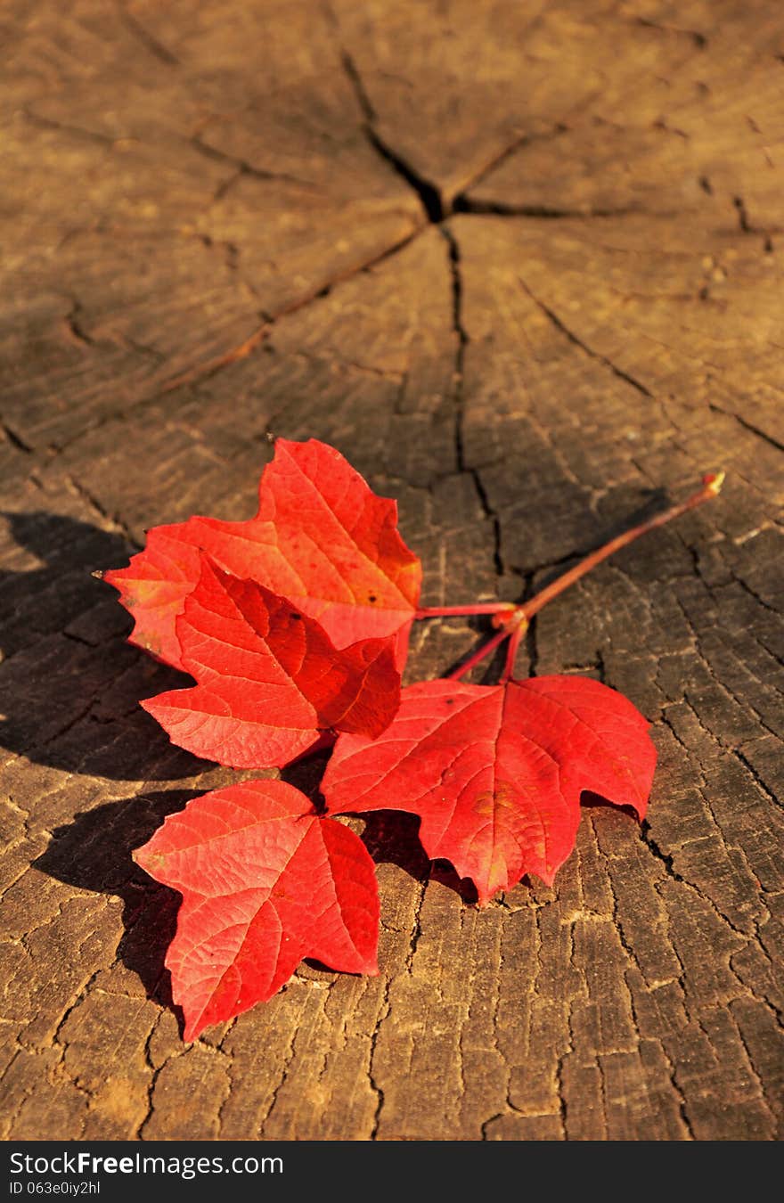 Branch With Red Autumn Leaves On A Wooden Background