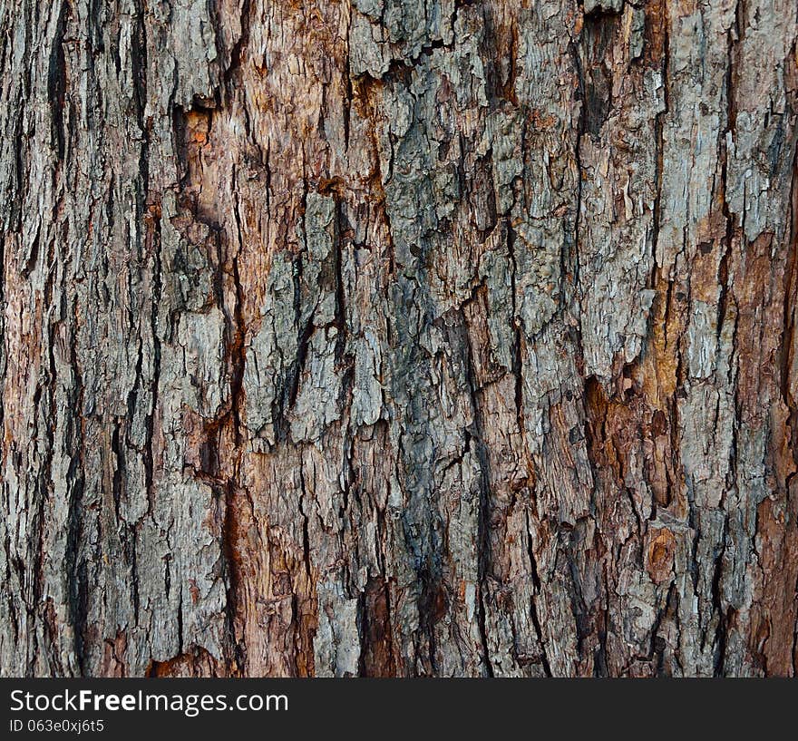 The texture of tree bark, close-up.