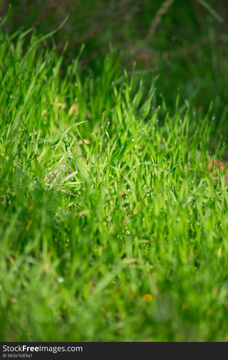 Abstract background of wet grass