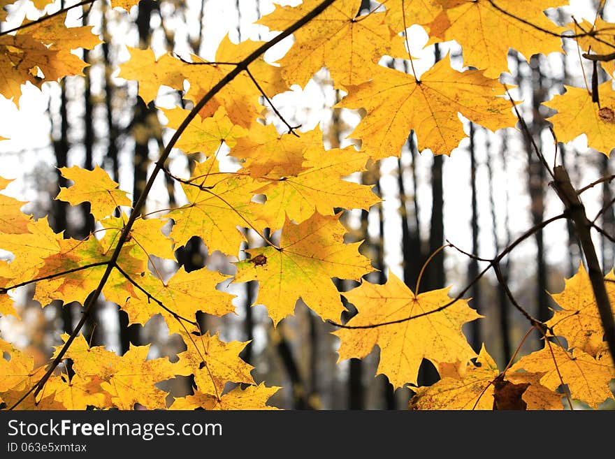 Autumn Forest