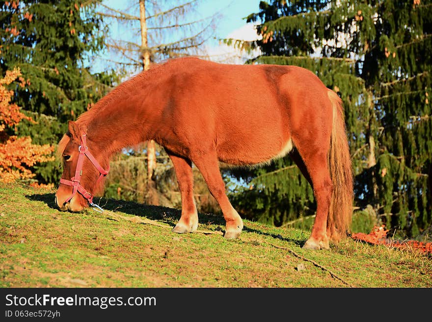 Grazing Pony.