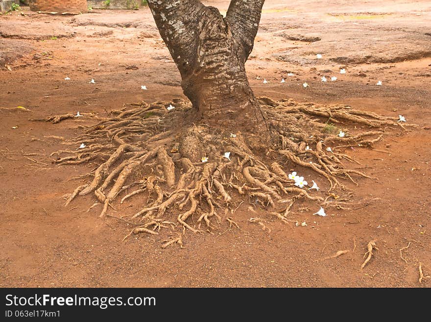 Root