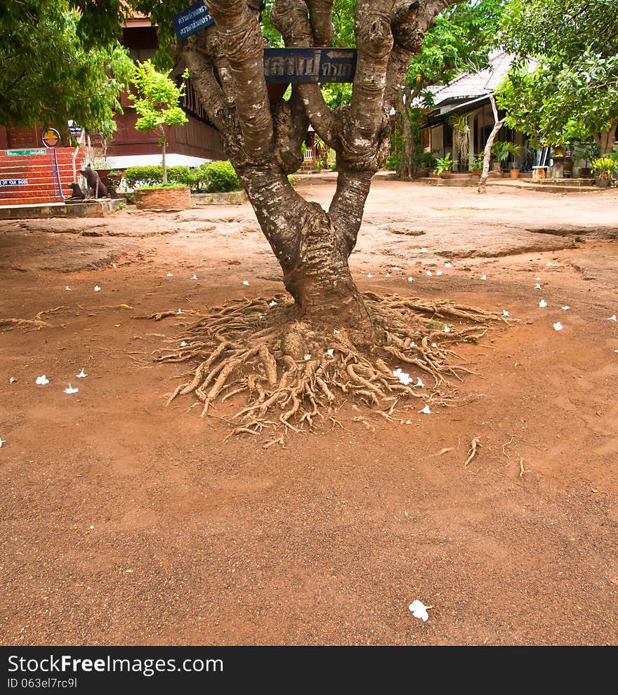 The tree with a strong feeling of root