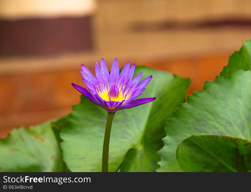 A blooming lotus flower of purple color over green leafs on background