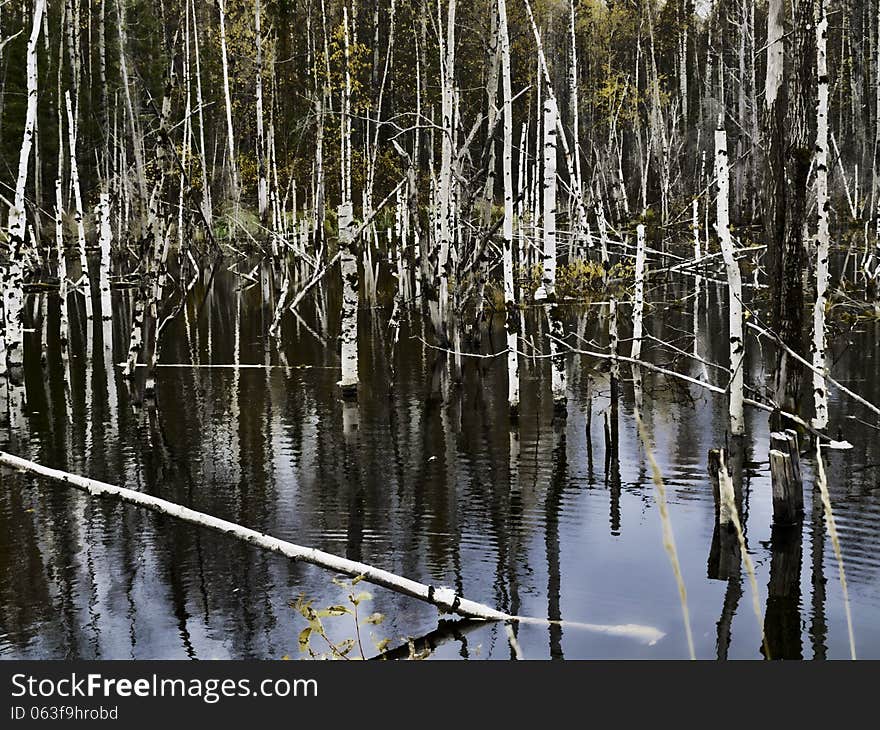 Dead forest with fallen trunks