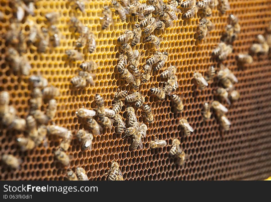 Bees and honey on a honeycomb