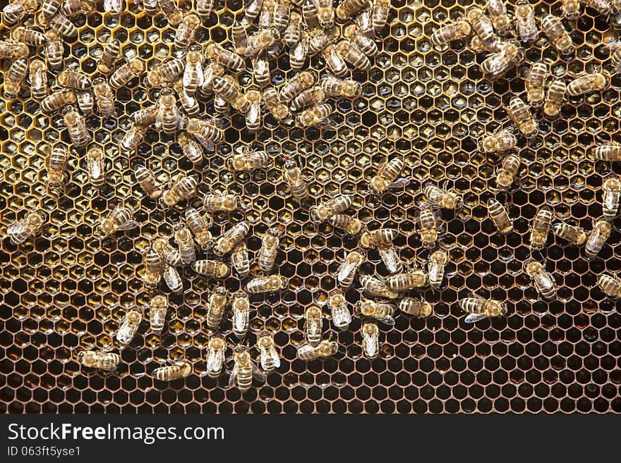 Bees and honey on a honeycomb