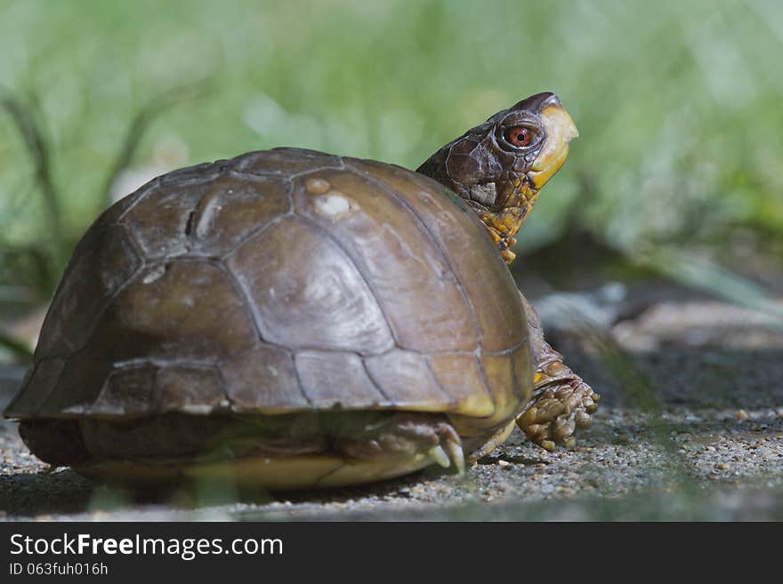 Close up portrait of a box turtle looking backwards. Close up portrait of a box turtle looking backwards