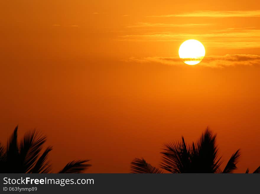 Sunrise over Palm trees. Sunrise over Palm trees