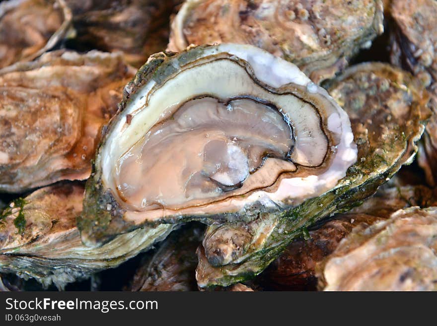 Fresh oysters are laid out on the ice.