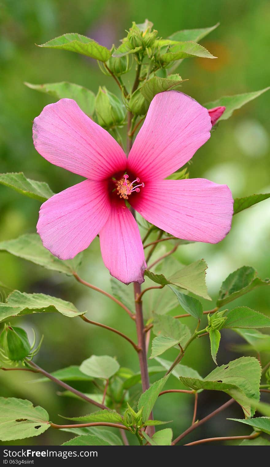 Hibiscus is flower