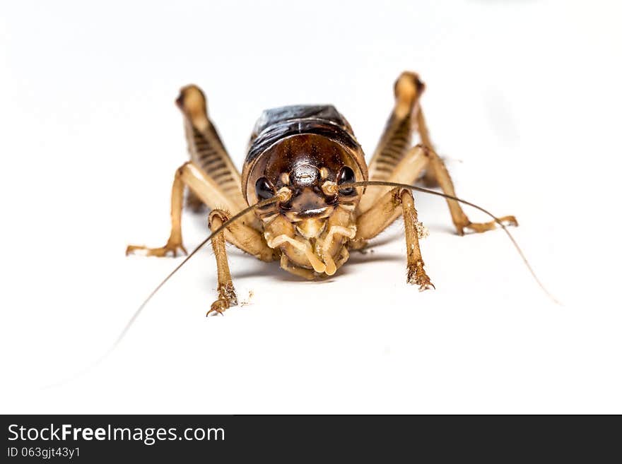 Field Cricket on a white background