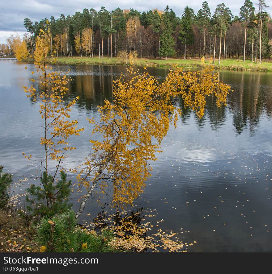 Yellow birch over the river