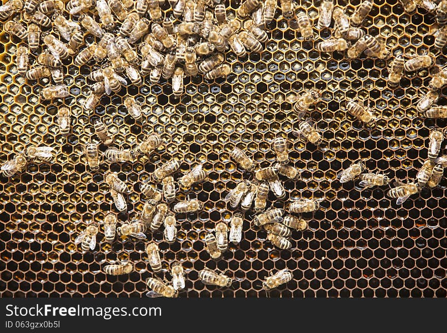 Bees and honey on a honeycomb