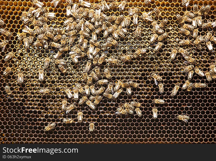 Bees and honey on a honeycomb