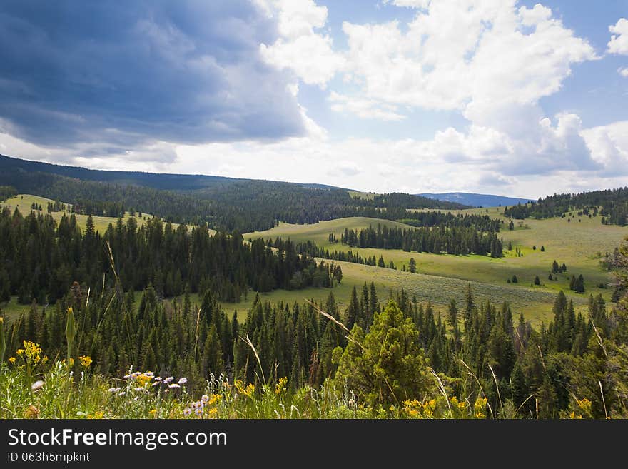 Mountain Meadow