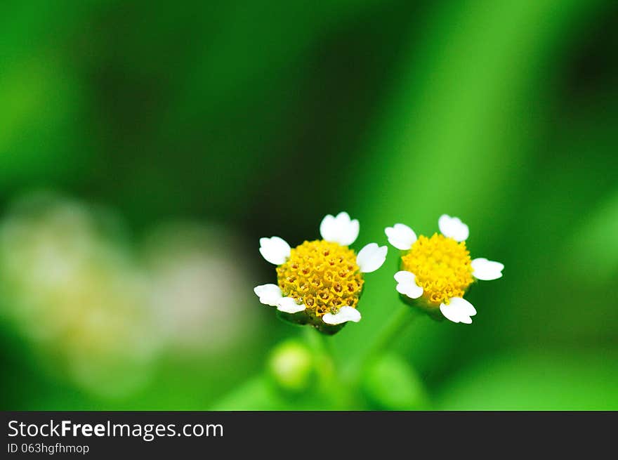 Beauty flowers on the blurry background