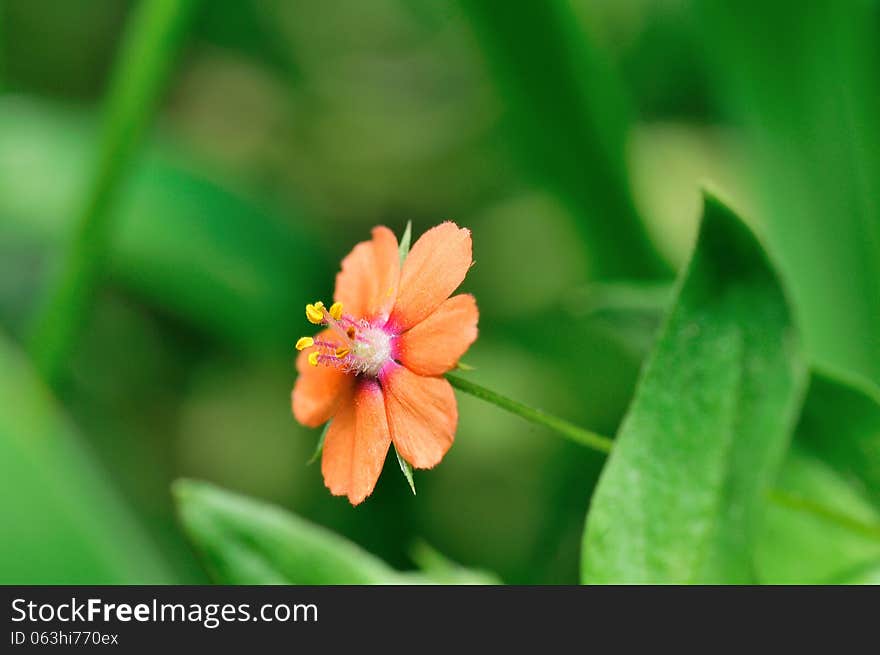 Beauty Flower