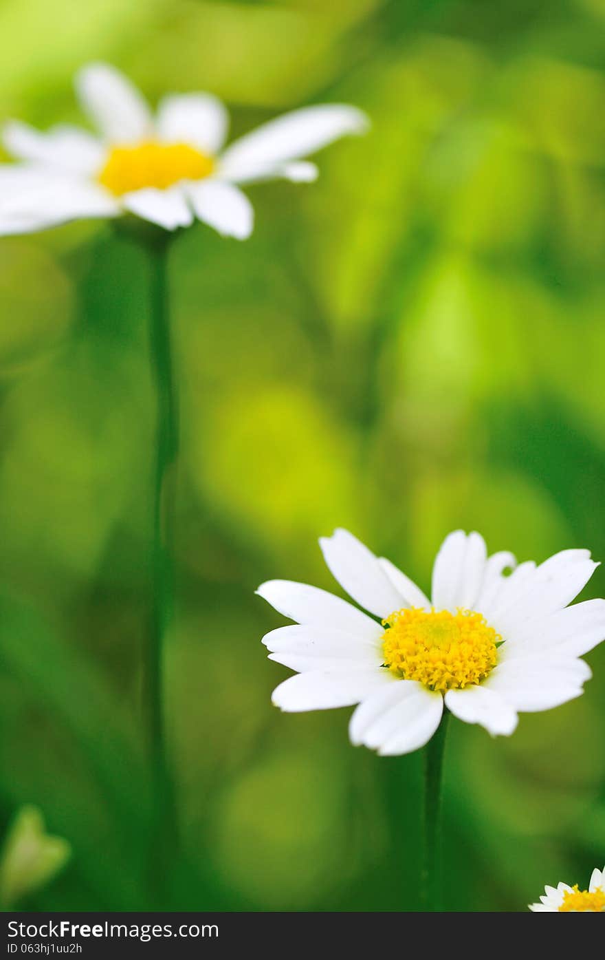 Beauty flowers on the blurry background