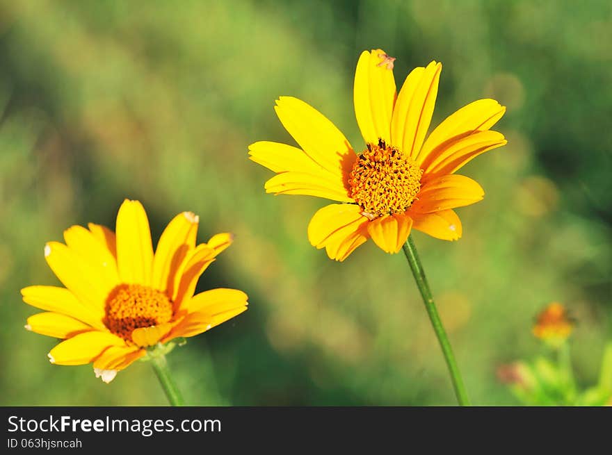 Beauty flowers on the blurry background