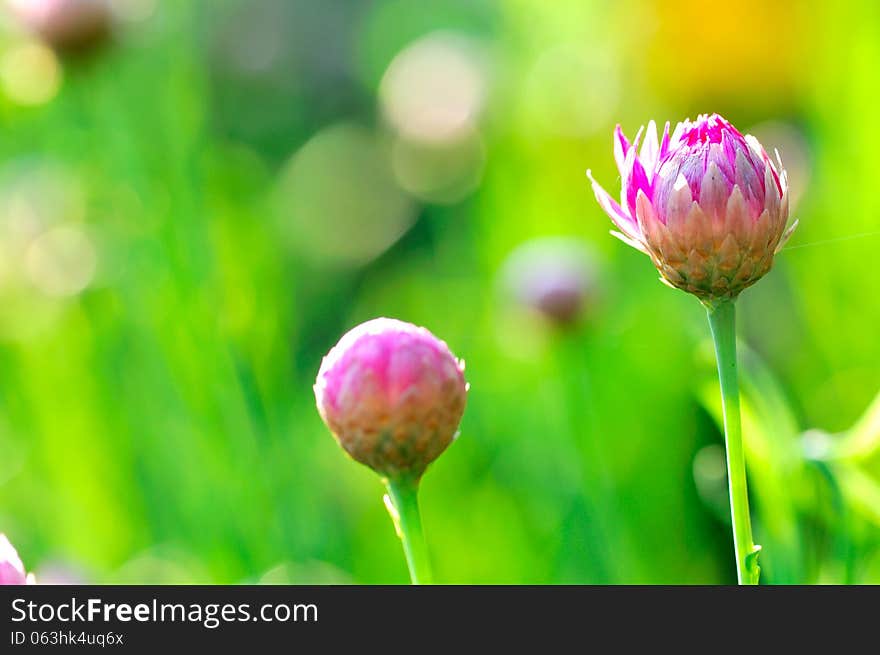 Beauty flowers on the blurry background