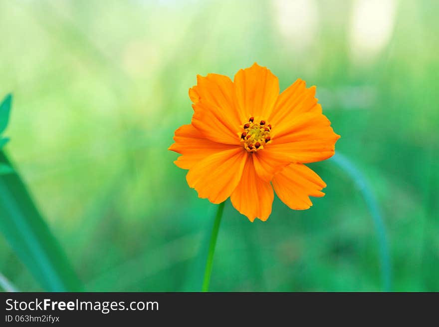 Beauty flower on the blurry background