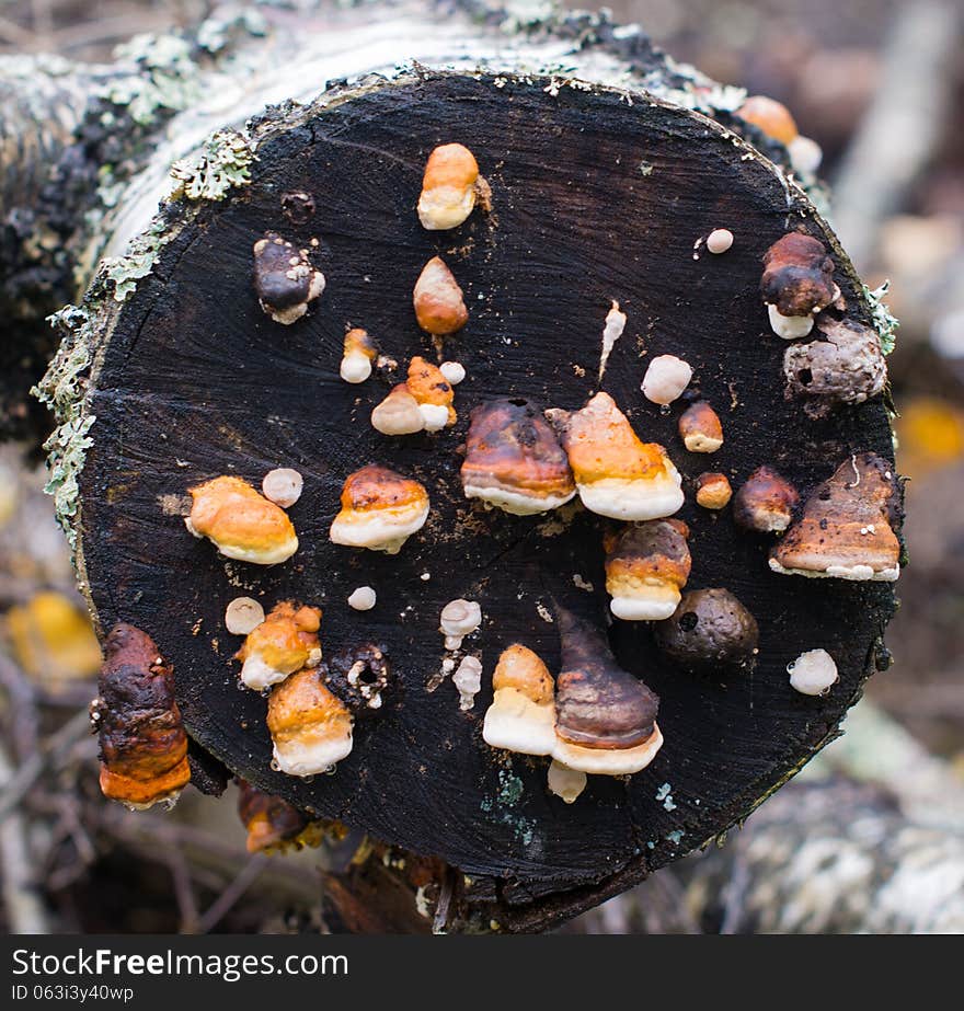 Colorful mushrooms on the trunk of a birch. Colorful mushrooms on the trunk of a birch.