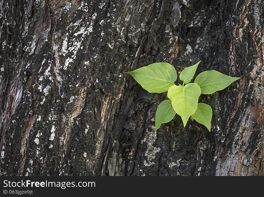 Tree on Tree background texture