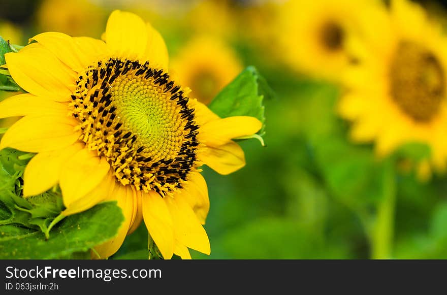 Beautiful yellow sunflower blooming in the park. Beautiful yellow sunflower blooming in the park